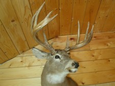 Nice Whitetail